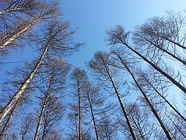 大自然,天空,森林