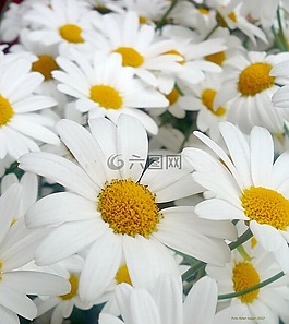 雛菊,白,鮮花