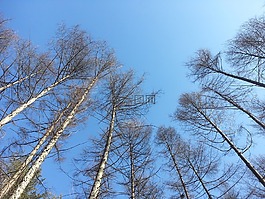 大自然,天空,森林
