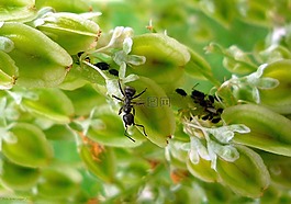 螞蟻,動(dòng)物,昆蟲