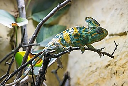 變色龍,動物,偽裝