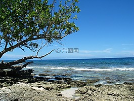 海灘,海,樹