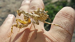 昆蟲,自然,野生動物