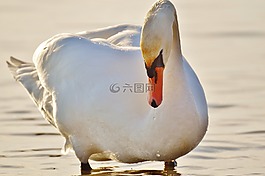天鵝,水,博登湖