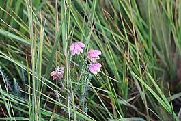 開花,草地,小花朵