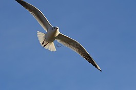 海鷗,飛,鳥