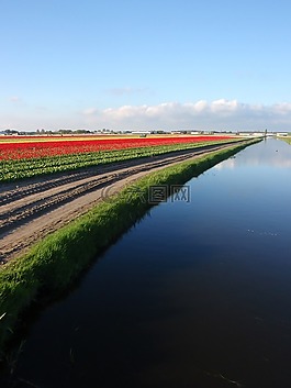 郁金香,鮮花,荷蘭