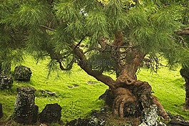樹,松,自然