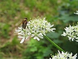 bug,花卉,白花
