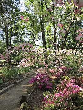 公園,景觀,花園