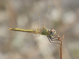 蜻蜓,黃蜻蜓,分支機(jī)構(gòu)