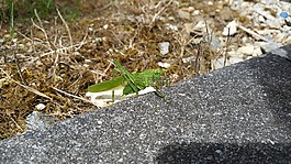 花園,動物,蚱蜢