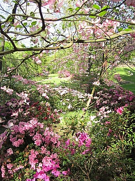 公園,景觀,花園