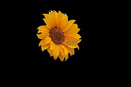 花,向日葵,植物區(qū)系