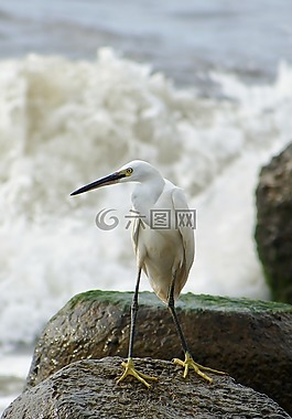 動(dòng)物,海,河