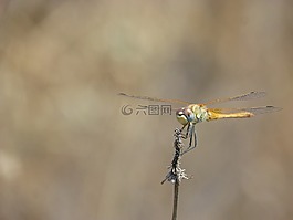 蜻蜓,黃蜻蜓,分支機(jī)構(gòu)