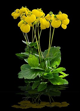 花,開花,關(guān)閉