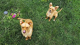 狗,幼犬,小狗