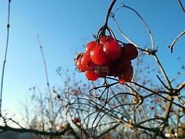 漿果,廠,水果