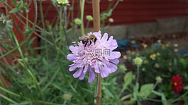 蜜蜂,花,野花