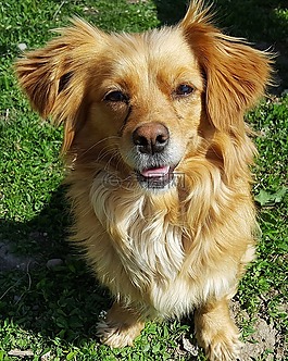 幼犬,小狗,狗