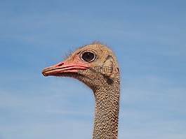 鳥,動物世界,頸部