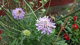 昆蟲,花園,夏天