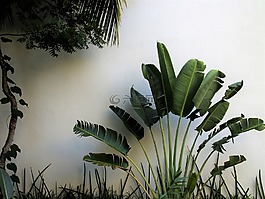異國情調,棕櫚樹,范圍