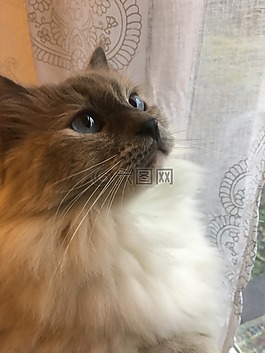 貓,寵物,小貓