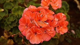 花,花園,自然