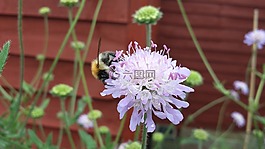 蜜蜂,花園,植物