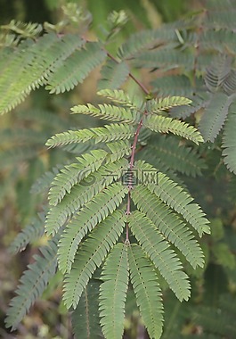 蕨類植物,綠色,植物