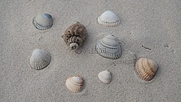 海灘,沙,貝殼