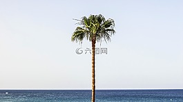棕櫚,海灘,天空