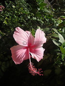 芙蓉,中国玫瑰,植物