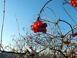 漿果,廠,水果