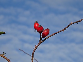 玫瑰果,水果,紅色