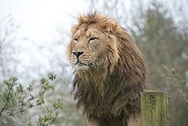 獅子,野生動物,大