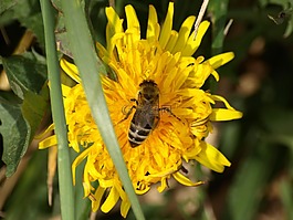 蜜蜂,花,開花