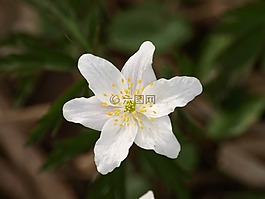 木頭?？?花,?？?/>
                            </a>
                            <div   id=