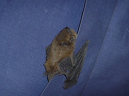 蝙蝠,動物,夜