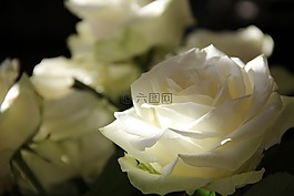 玫瑰,鮮花,玫瑰的方式