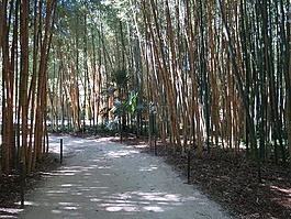 竹,anduze,歡快