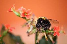 赫梅爾,花,昆蟲