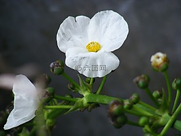 花,白,自來水廠
