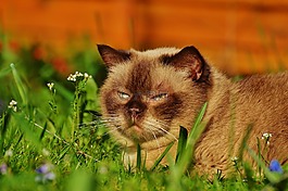 英国短毛猫,关注,轻松