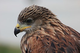鳥,性質(zhì),鷹
