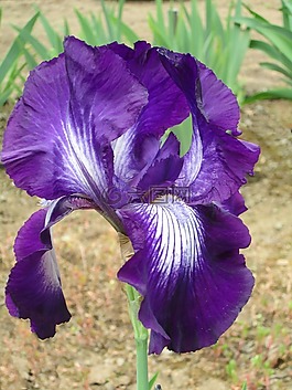 鸢尾花,紫色鸢尾,花
