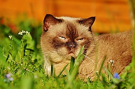 英国短毛猫,关注,轻松