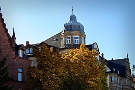 海得爾堡,的weststadt,落葉喬木
